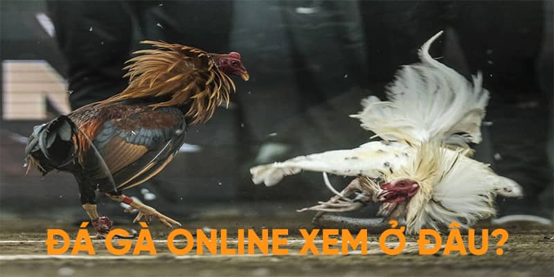 Đá gà online - một hình thức giải trí văn minh có nhiều sự thú vị nên biết